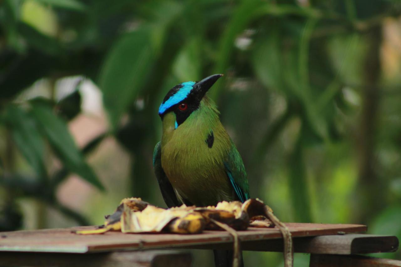 Bed & Breakfast Eco Hostal Casa La Juana Medellin
