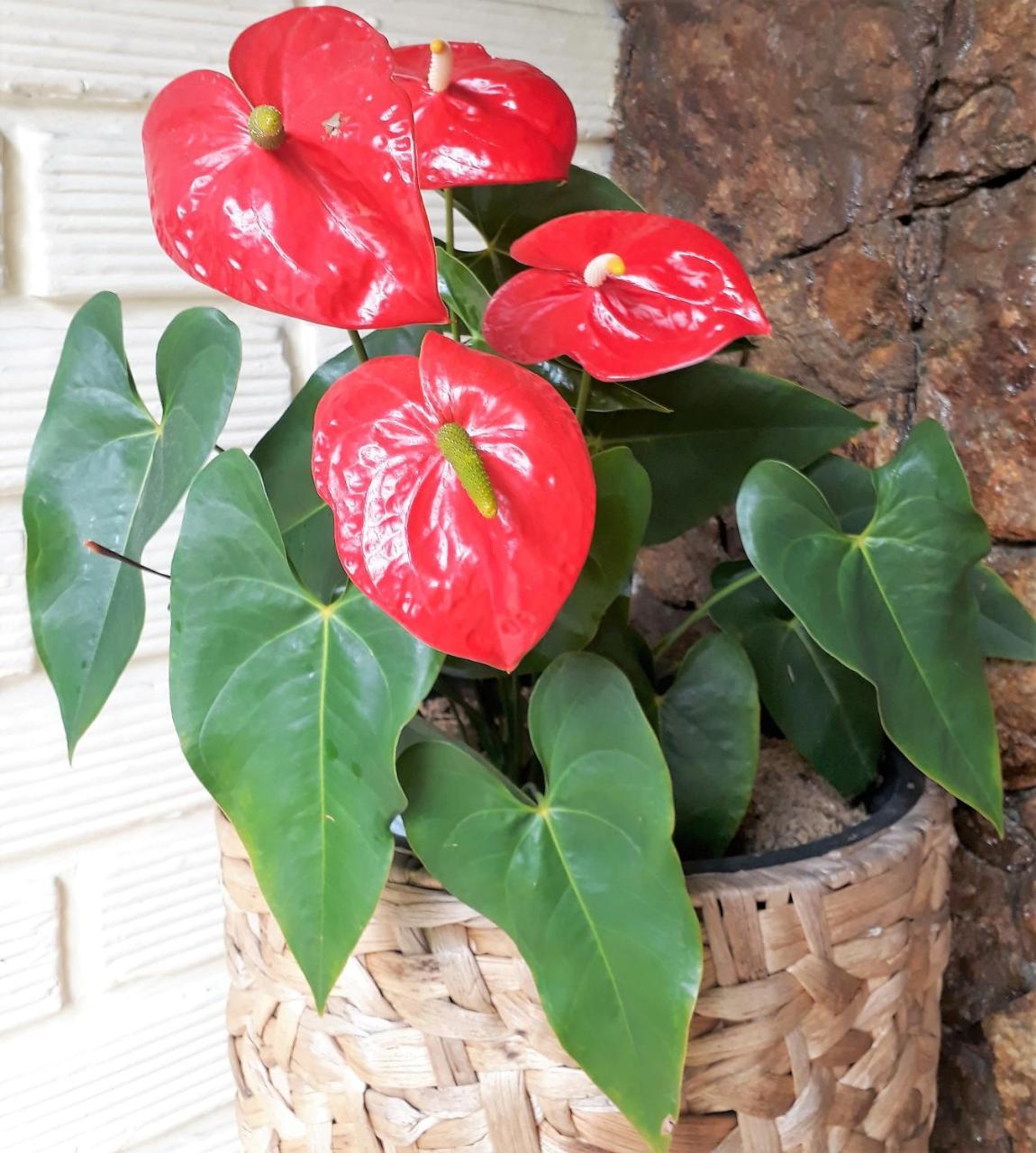 Poblado Campestre Hotel