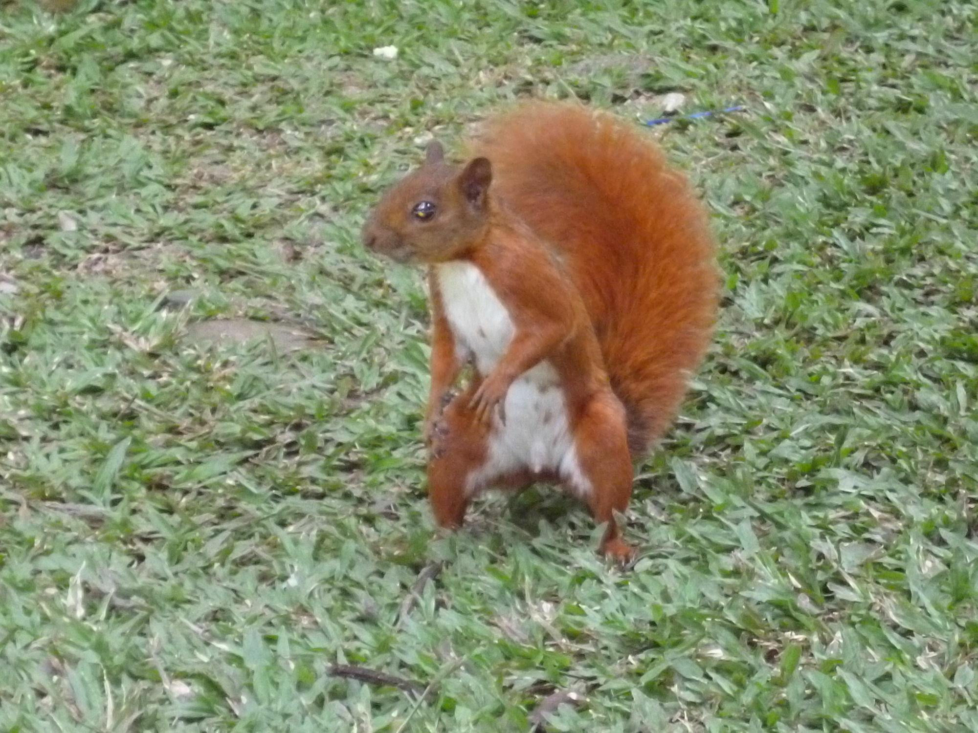 Poblado Campestre Medellín